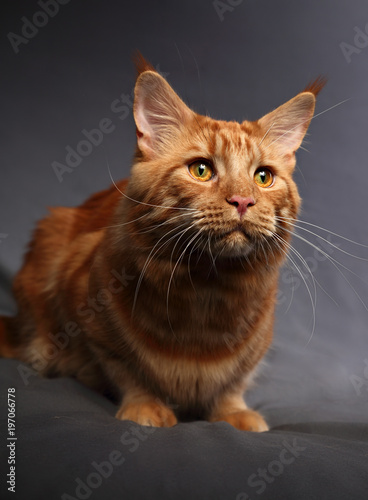 Male red solid maine coon cat with beautiful brushes on the ears with curious serious look on grey background. Closeup contast portrait.