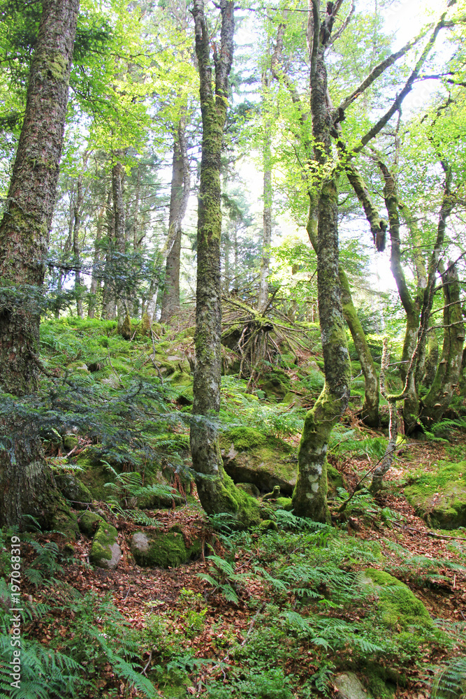 Fototapeta premium Arbres dans la forêt 