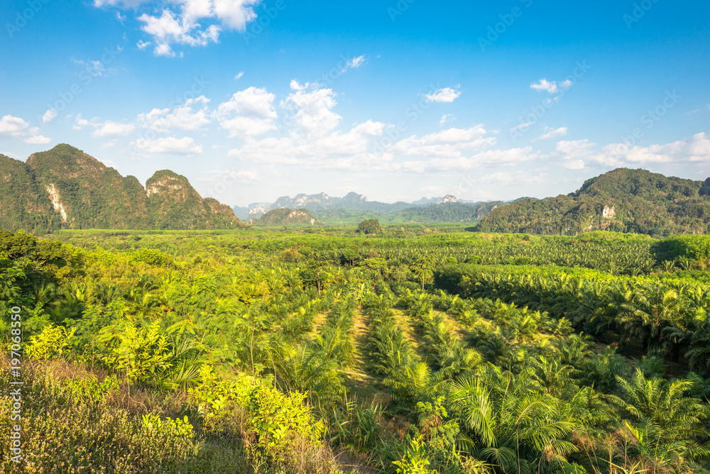 View over oil palm and rubber tree plantations in the south of Thailand. In the background the mountains and the jungle of the Khao Sok national park 