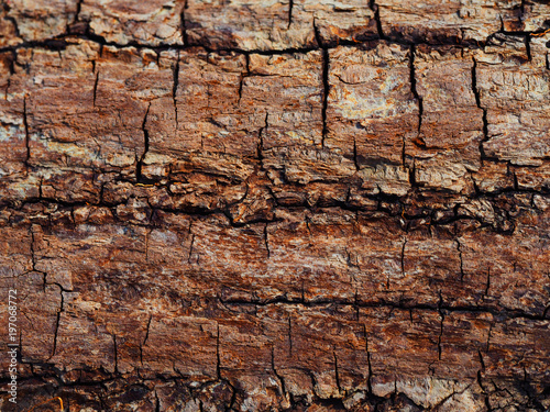 Brown bark of pine tree. Texture of a pine background, close-up. Trunk of wood, resin. Pinus, pinaceae