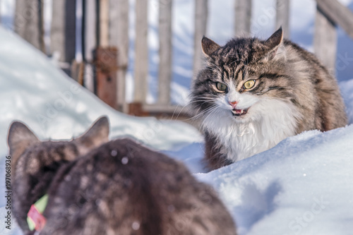 Two cats fighting on the snowy street.