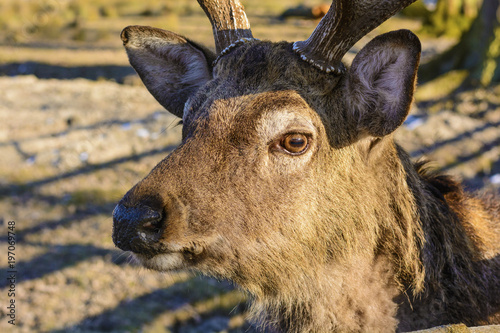 Big brown stag on a meadow at sunset. Life on the farm. Animals at Castle Castolovice. Brown deer in rut photo