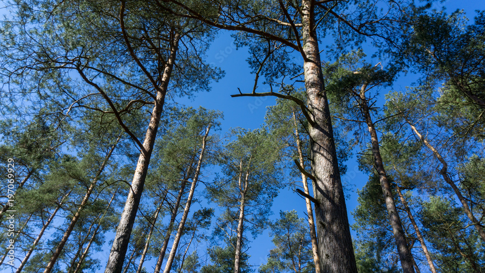 Obraz premium Baumkronen