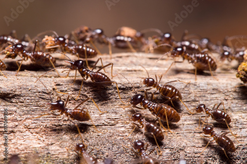 Termites in tropical rainforest, Borneo, Malaysia © salparadis