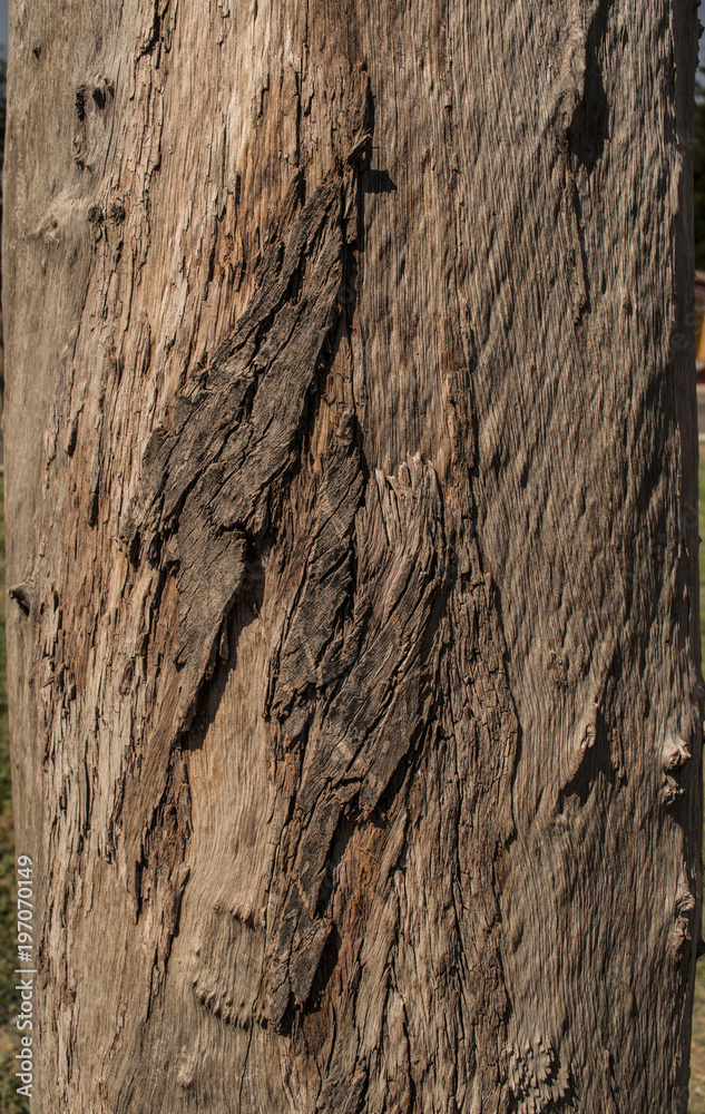 Obraz premium Old wood cracked texture