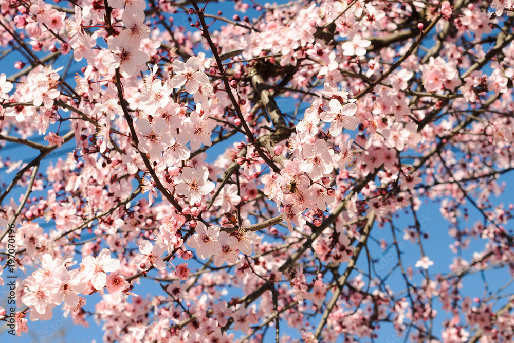 Cherry blossoms in the spring Cherry blossoms in the spring