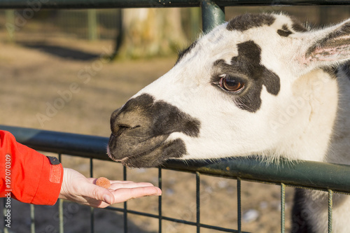 Fototapeta Naklejka Na Ścianę i Meble -  A woman hand feeding a spotted lama. Life on the farm. Animals at Castle Castolovice. Feeding a domesticated animal.