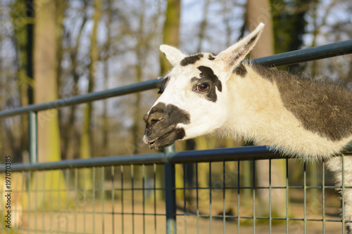 Lama piercing his head through the fence. Life on the farm. Animals at Castle Castolovice. photo