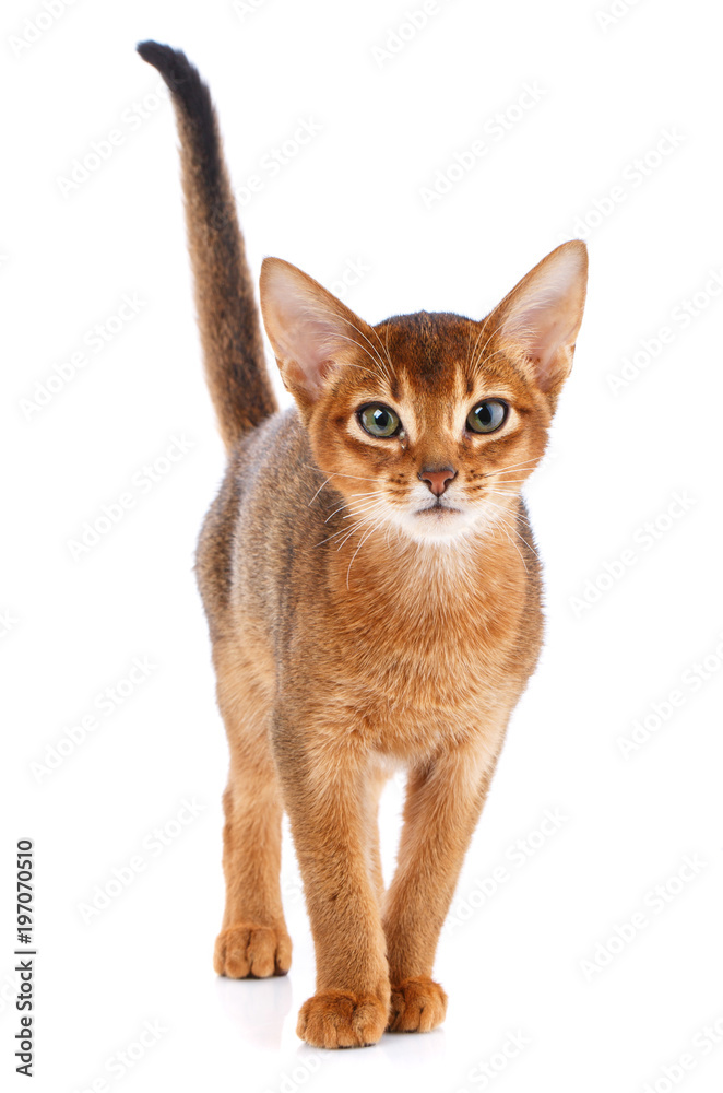 Portrait Redhead abyssyn cat