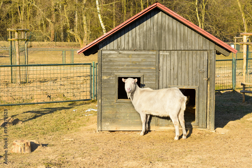 Obraz premium A white goat standing in front of the stables. Life on the farm. Animals at Castle Castolovice.