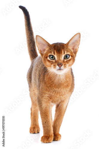 Portrait Redhead abyssyn cat