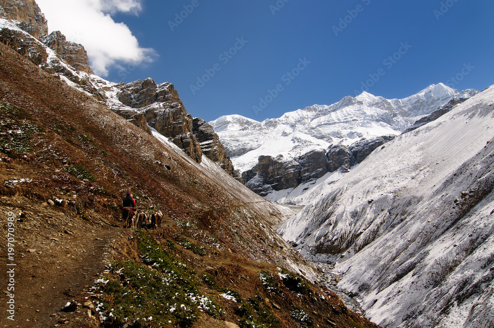 Trek in Nepal. Annapurna cirkut trek. The most beautiful trekking on the Himalaya mountains