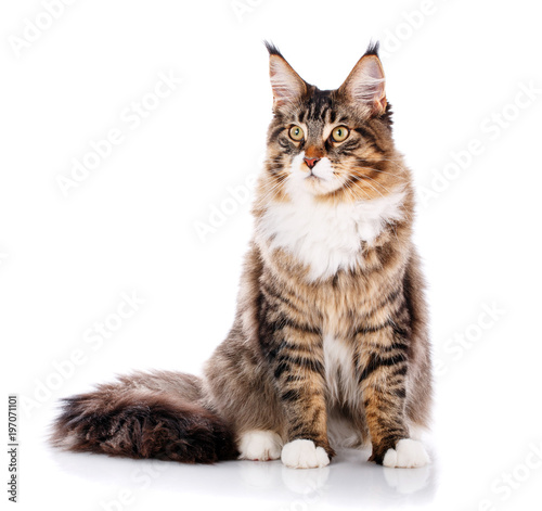 Maine Coon sitting and looking away