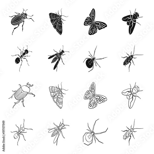 An insect arthropod, an osa, a spider, a cockroach. Insects set collection icons in black,outline style vector symbol stock isometric illustration web.
