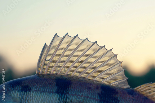 Dorsal fin of a walleye, toned