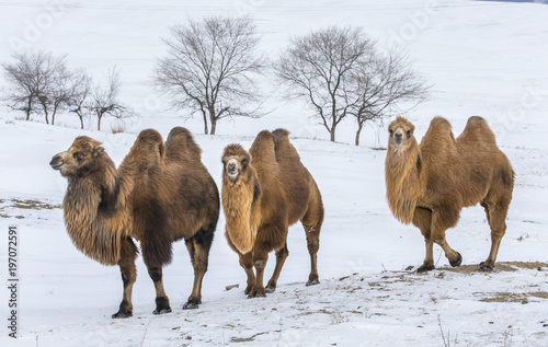 bactrian camels walking in a the winter landscape of northern Mongolia