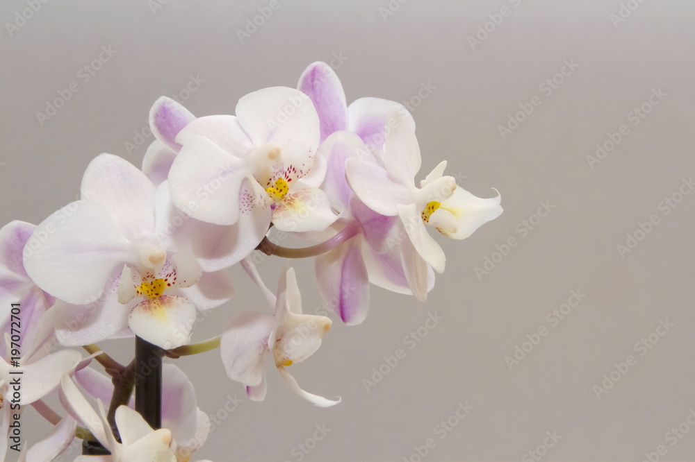 Fiori di Orchidea Bianca e Rosa Stock Photo | Adobe Stock