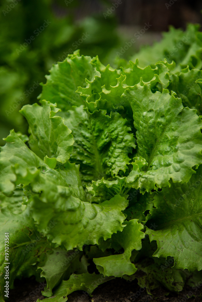lettuce growing in the soil lettuce growing in the soil