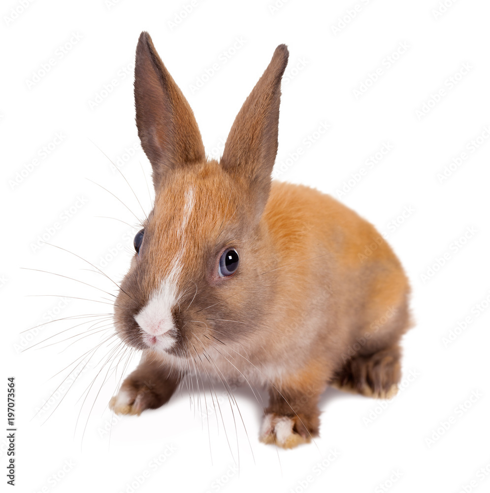 Obraz premium Rabbit whiskers