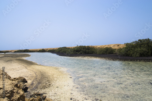 Fototapeta Naklejka Na Ścianę i Meble -  Mangrove plants in the Sinai Bay