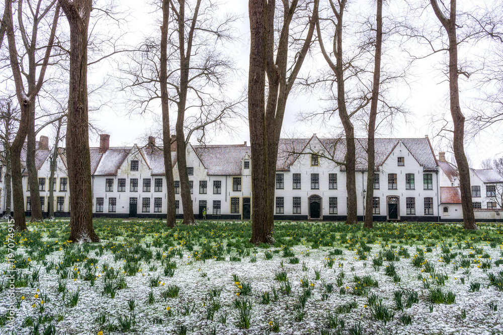 Daffodils in the Bruges Beguinage