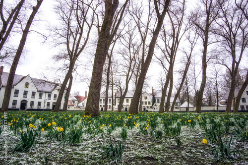 Daffodils in the Bruges Beguinage