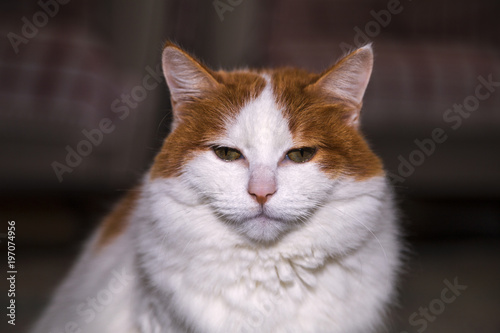 Fotografía turkish van cat