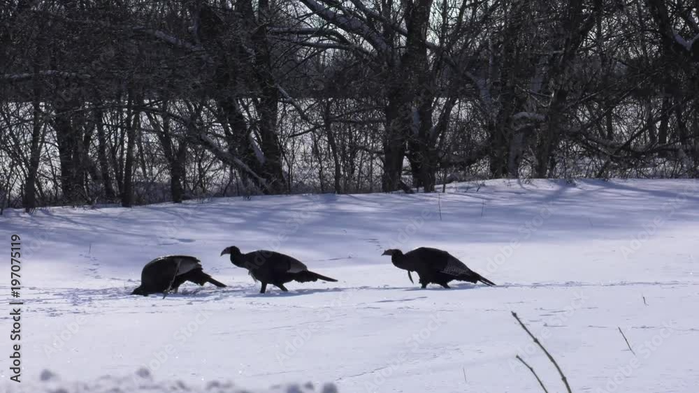 wild turkeys walking in deep snow rolling shot wide wild turkeys walking in deep snow rolling shot wide