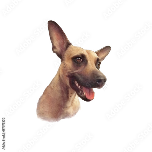 Realistic Portrait of Red a Miniature Pinscher. Cute funny puppy  toy terrier dog isolated on white background. Animal collection. Dog hand painted illustration. Good for print T-shirt. Art background
