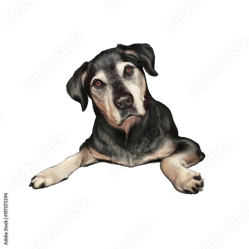 Cute smart puppy with question look isolated on white background. Dog hand painted illustration  realistic pencil drawing. Animal collection  Dogs. Good for print T-shirt. Art background for design