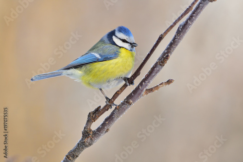 Eurasian blue tit clinging to a branch covered with ice crystals.
