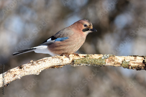 Eurasian jay sits on a branch (one can see every feather and sun reflect in eye). photo