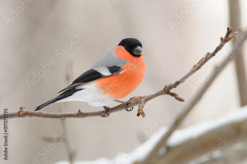 Eurasian bullfinch sits on a branch of a wild apple tree on a cloudy day.