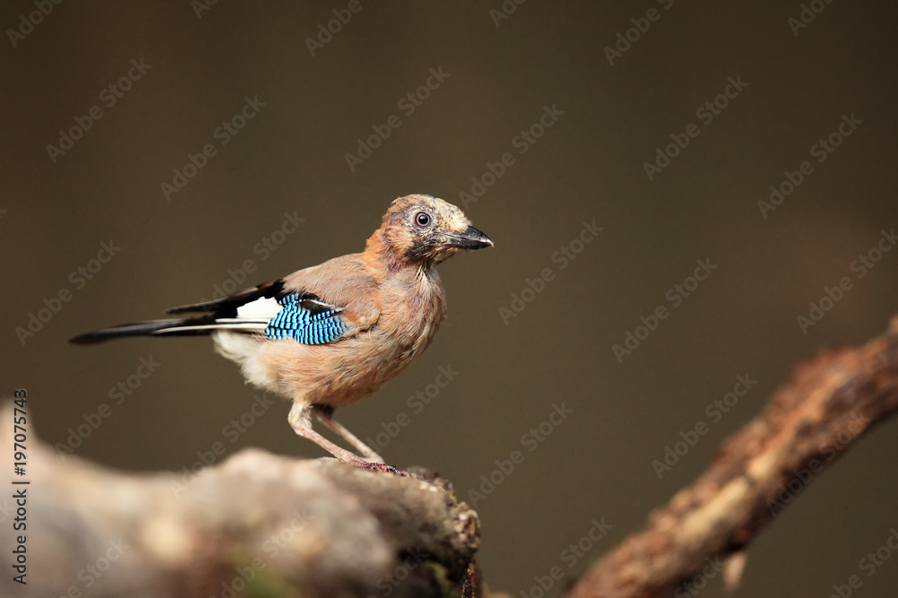 Fototapeta premium Sójka zwyczajna (Garrulus glandarius) siedząca na gałęzi. Młoda sójka przy wodopoju.