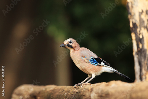 The Eurasian jay (Garrulus glandarius) sitting on the branch. Young jay at a water hole.