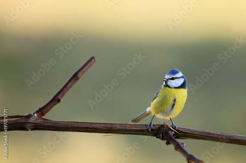 The Eurasian blue tit (Cyanistes caeruleus) sitting on the branch. Small tit on the branch with green background.