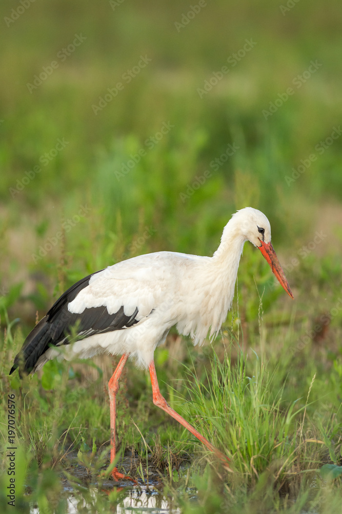Fototapeta premium Cigogne blanche