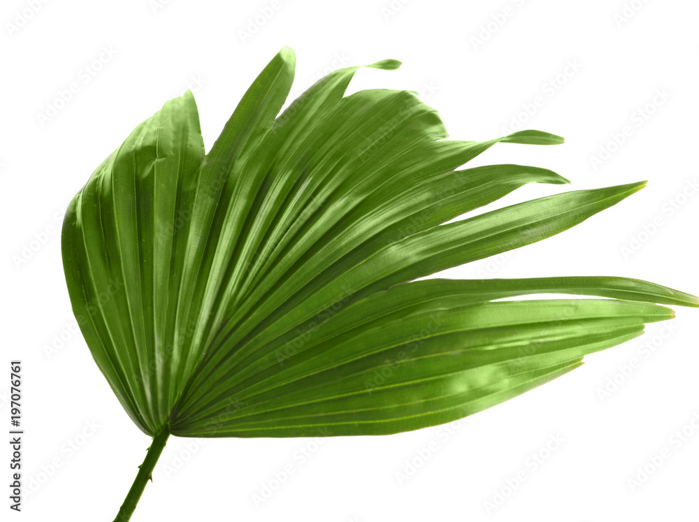 Anahaw Vector Anahaw Clipart Free