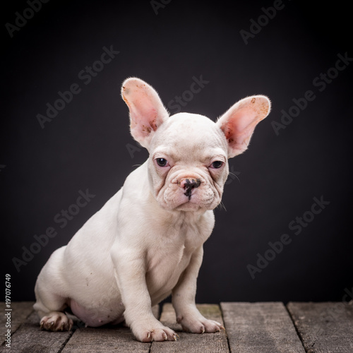 French bulldog © skyfotostock