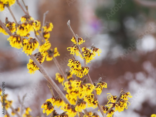 Yellow and burgundy inflorescences of Witch hazel. Hamamelis in full bloom. Winter in Poland.