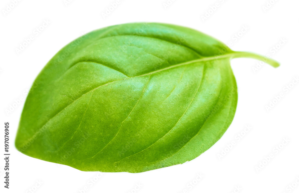 Obraz premium Basil leaf isolated on white background, macro