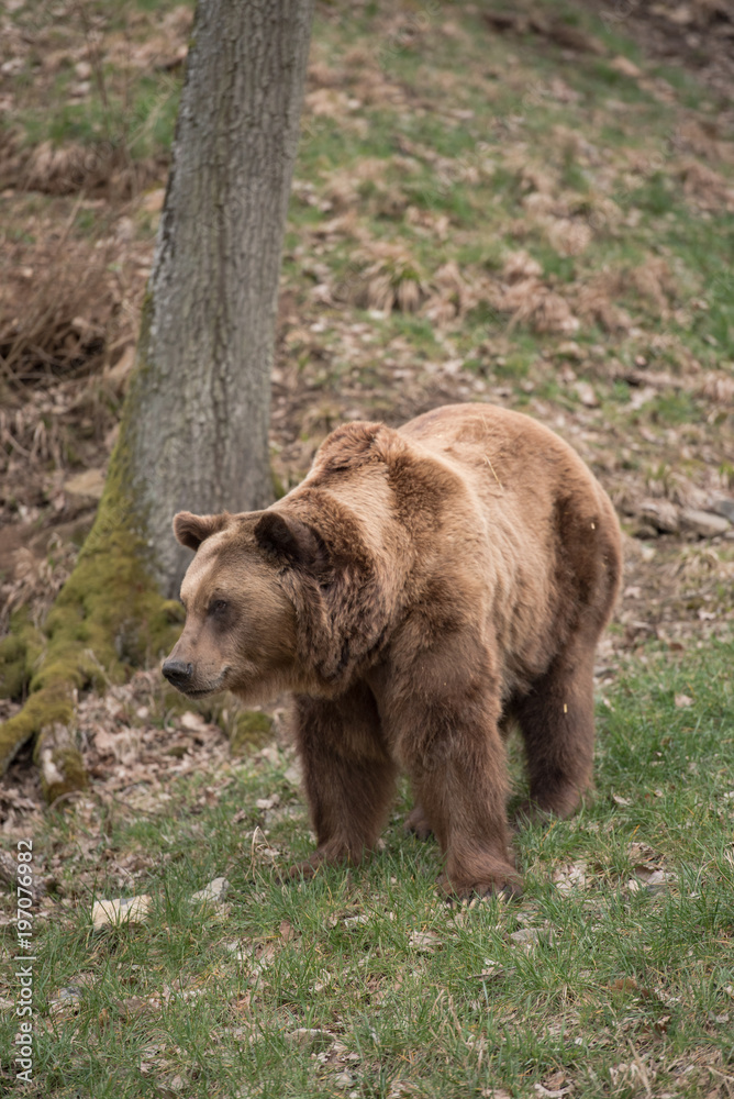 Naklejka premium Ours brun 