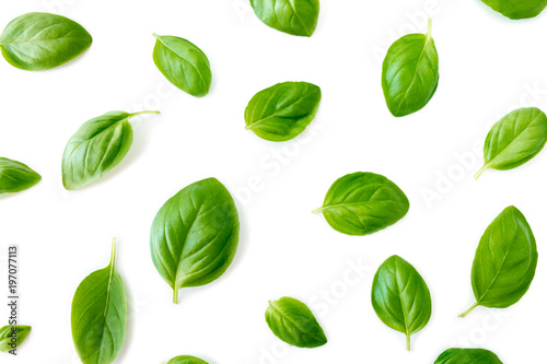 Basil leaves pattern isolated on white background. Top view.