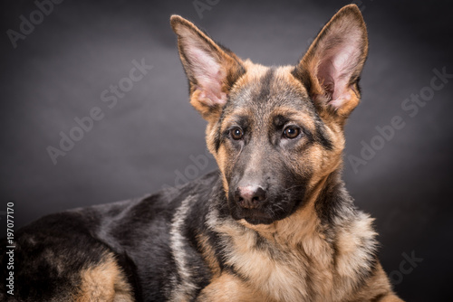 German shepherd dog