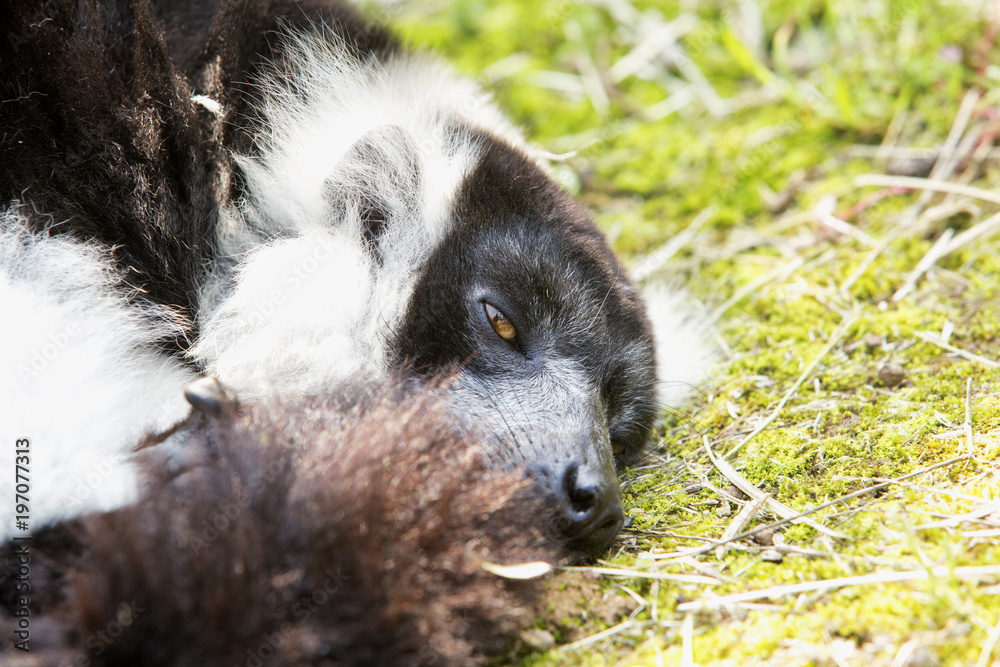 Obraz premium half-sleeping lemur