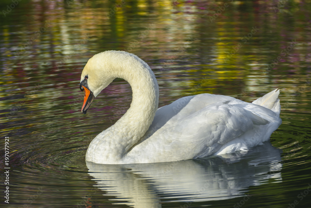 Fototapeta premium White swan and colored reflections