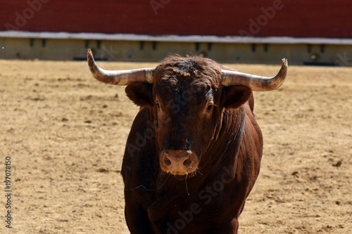 toro en plaza de toros españa
