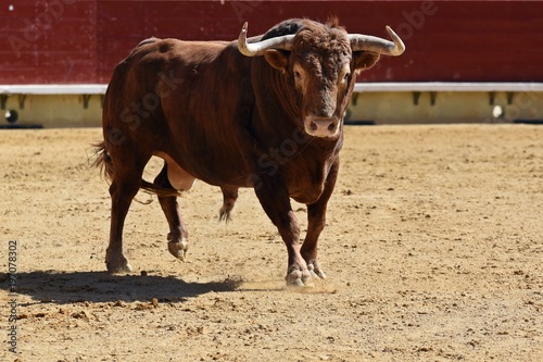 toro en plaza de toros españa