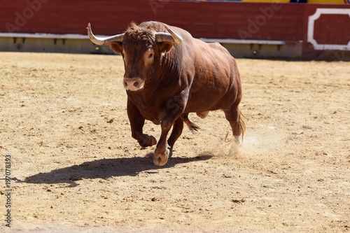 toro en plaza de toros españa