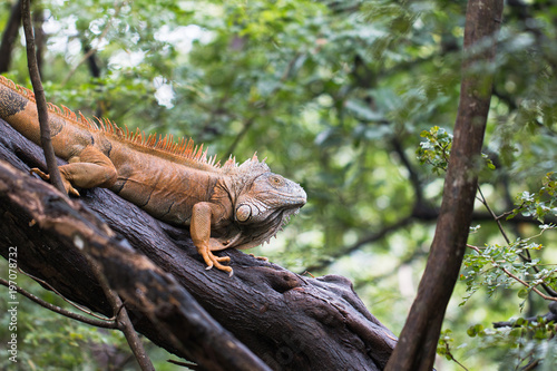 iguana number five